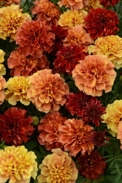 marigold_strawberry_blonde2