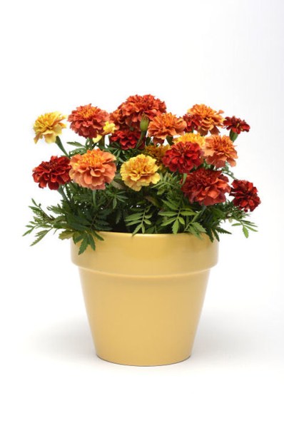 marigold_strawberry_blonde