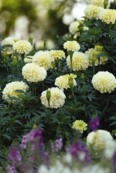 marigold_vanilla2
