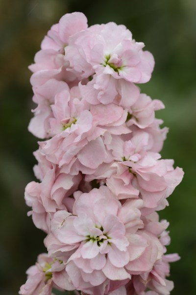 mathiola_column_appleblossom.jpg