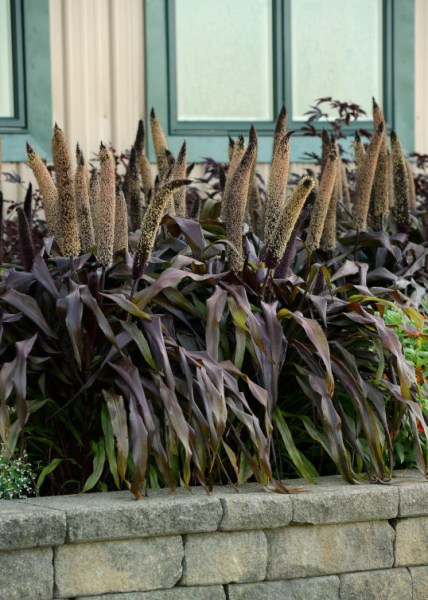 millet_copper_prince2