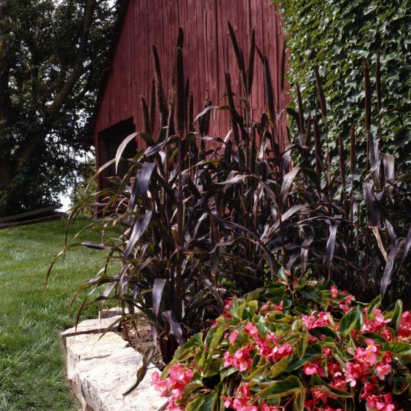 millet_purple_majesty2