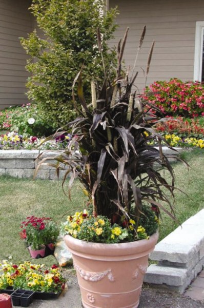 millet_purple_majesty