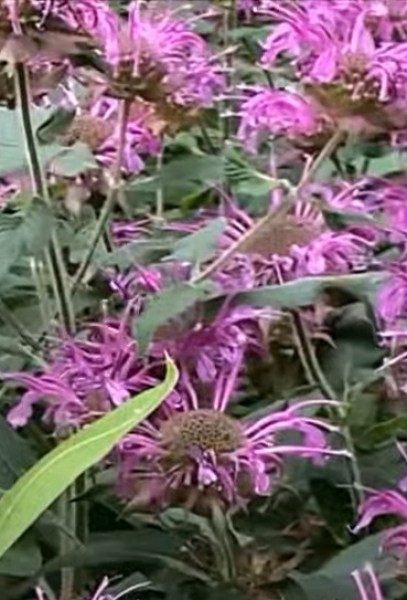 monarda5