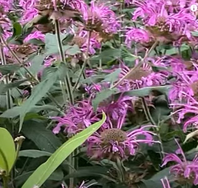 monarda