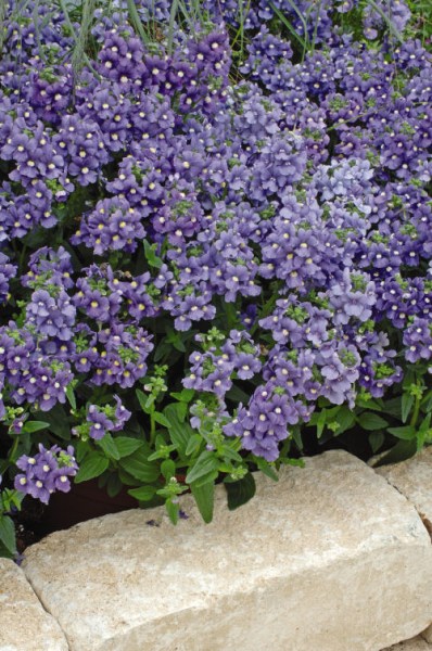 nemesia_poetry_blue2