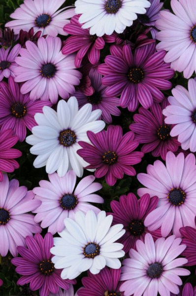osteospermum_akila_mixture