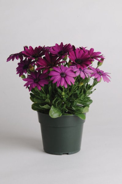 osteospermum_akila_purple2