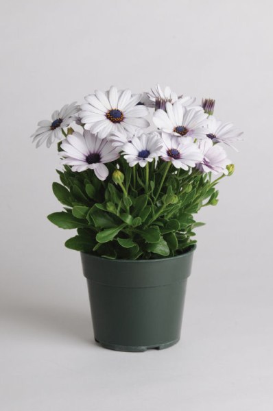 osteospermum_akila_white2