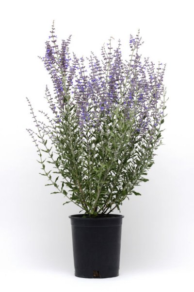 perovskia_blue_steel3