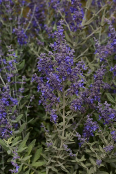 perovskia_blue_steel4