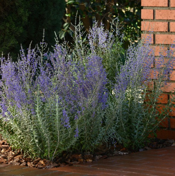 perovskia_blue_steel5