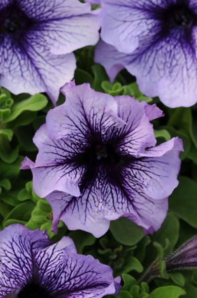 petunia_daddy_blue