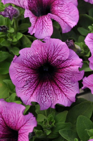 petunia_daddy_sugar
