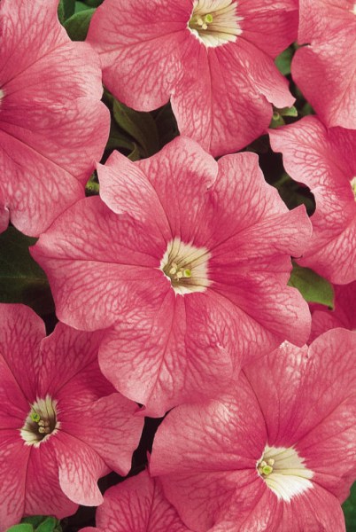 petunia_dreams_salmon