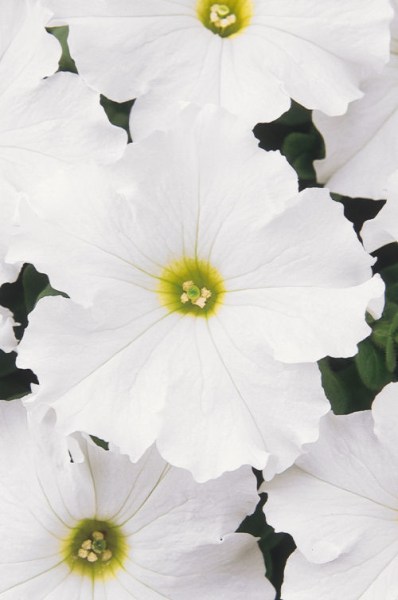 petunia_dreams_white