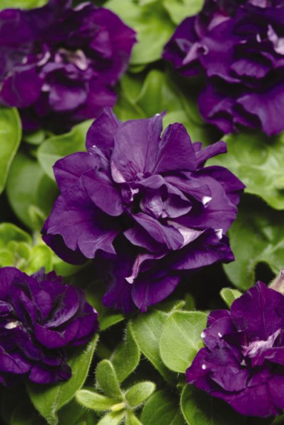 petunia_duo_blue