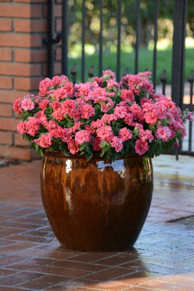 petunia_duo_salmon2