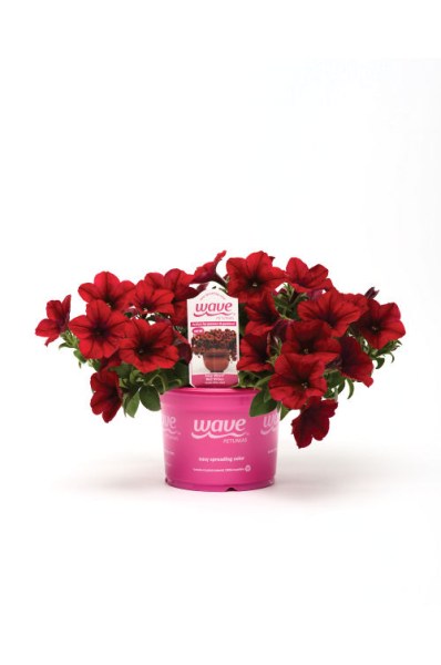 petunia_easy_wave_red_velour