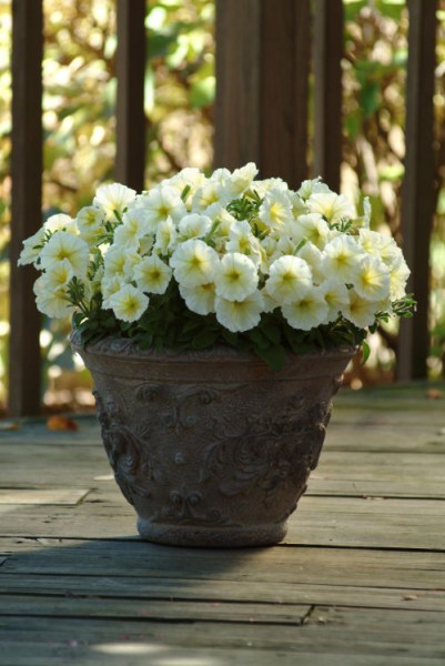 petunia_mirage_yellow