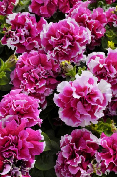 petunia_pirouette_rose