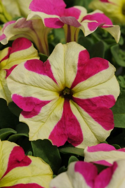 petunia_sophistica_lime_bicolor