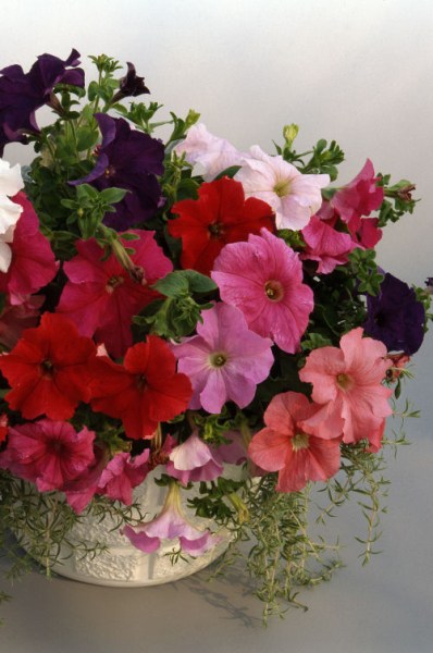 petunia_supercascade_mix