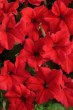 petunia_supercascade_red1