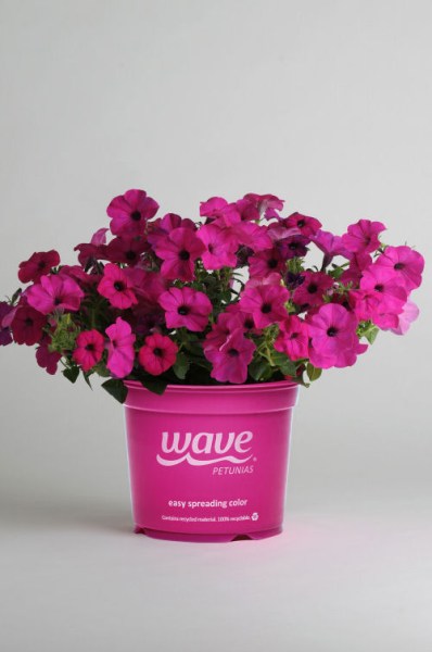 petunia_tidal_wave_purple
