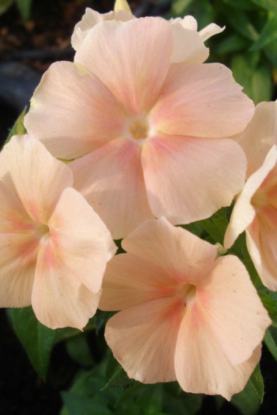 phlox_ethnie_salmon
