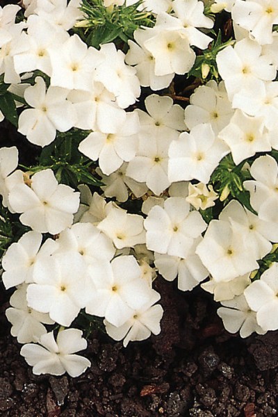 phlox_ethnie_white