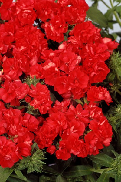 phlox_promise_scarlet