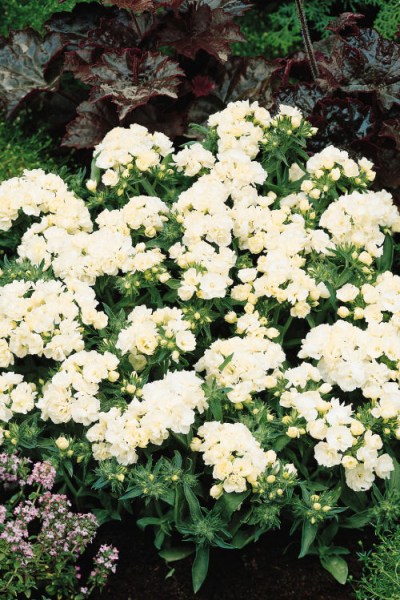 phlox_promise_white