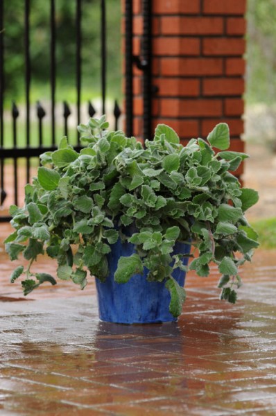 plectranthus_silver_crest2