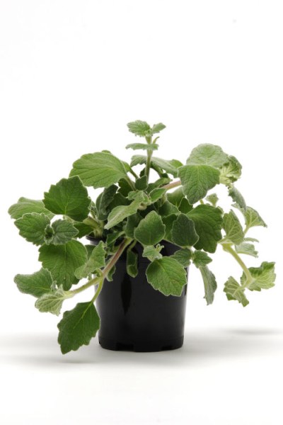 plectranthus_silver_crest