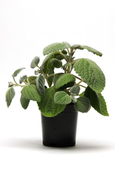 plectranthus_silver_shield