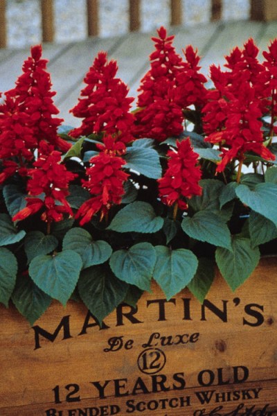 salvia_vista_red