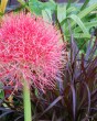 scadoxus-multiflorus-16-18