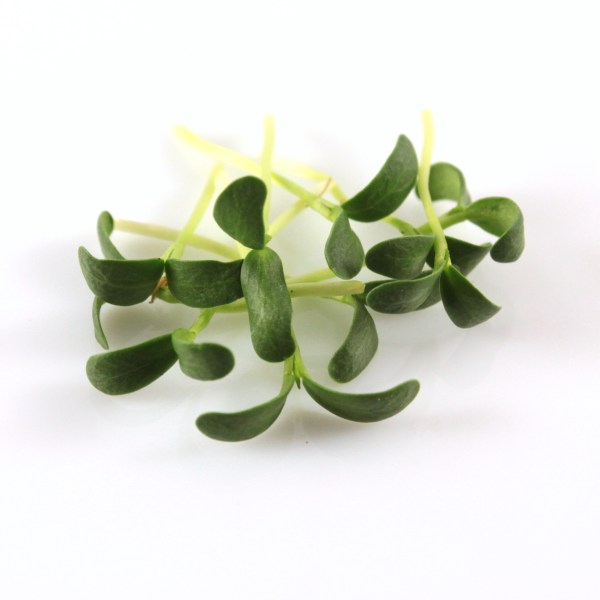 senovka, fenugreek, microgreens, mirozelenina,