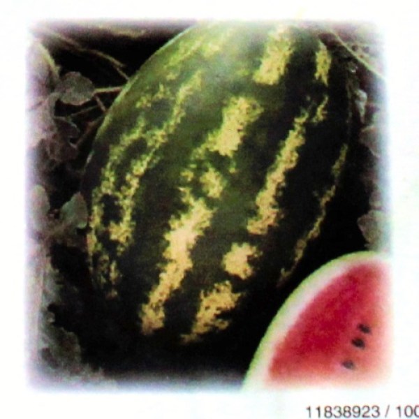 dyna, dyňa, vodný melón, pásikavý melón, červený melón, semená melónu, semená melónov