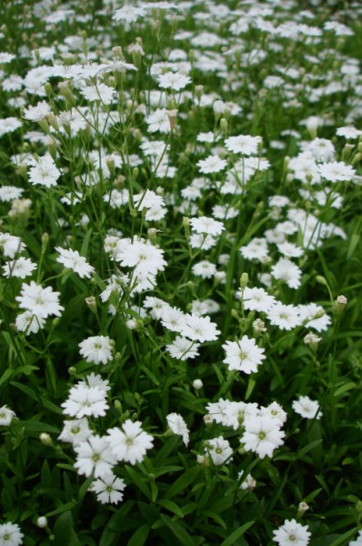 silene_starry_dreams