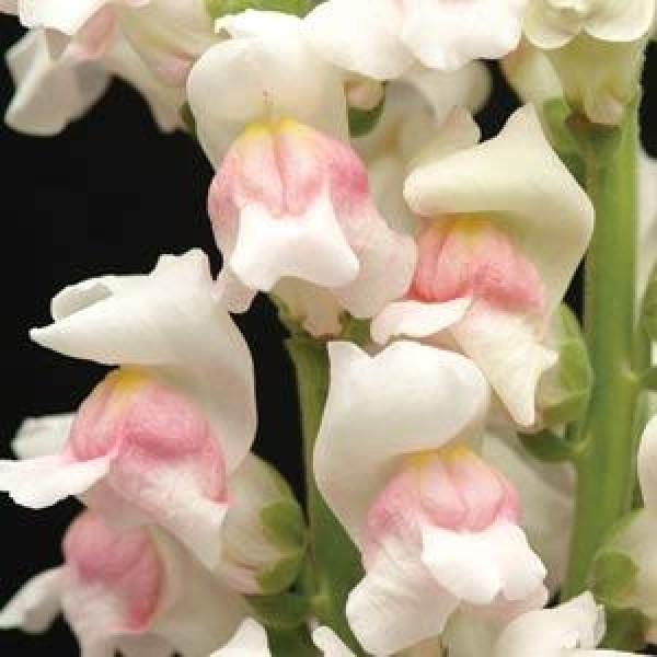 snapdragon_maryland_appleblossom.jpg