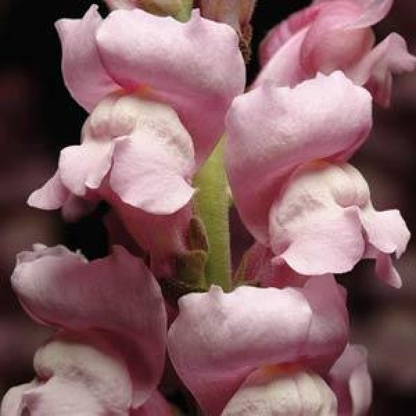 snapdragon_maryland_lavender.jpg