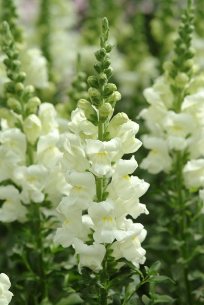 snapdragon_potomac_ivory_white.jpg