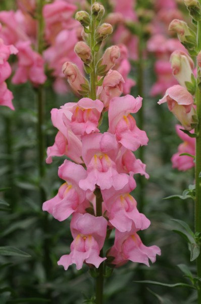snapdragon_potomac_pink.jpg