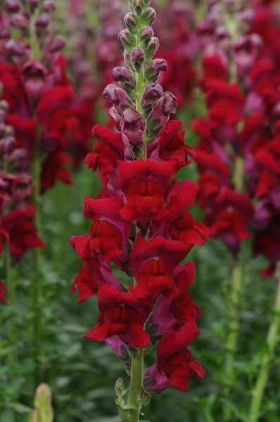 snapdragon_potomac_red.jpg