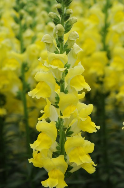 snapdragon_potomac_yellow.jpg
