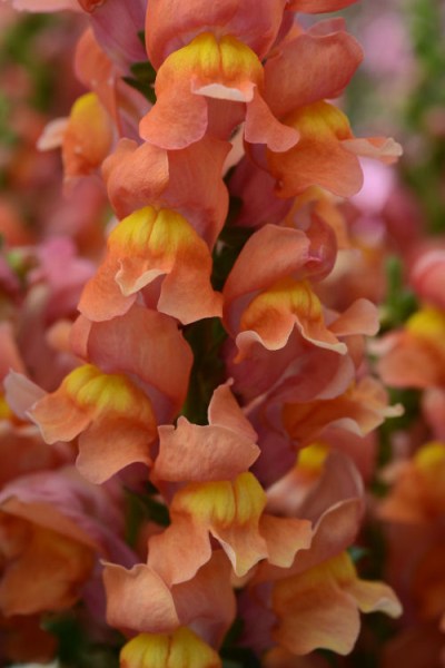 snapdragon_rocket_bronze