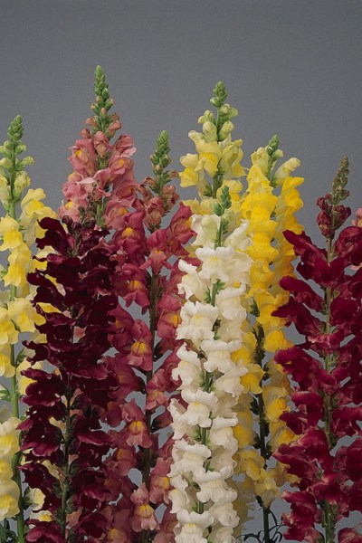 snapdragon_rocket_mix