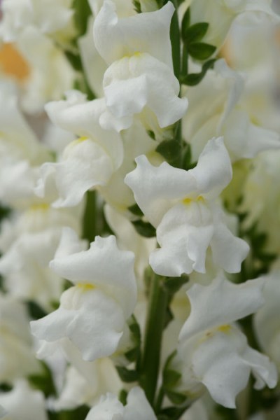 snapdragon_rocket_white